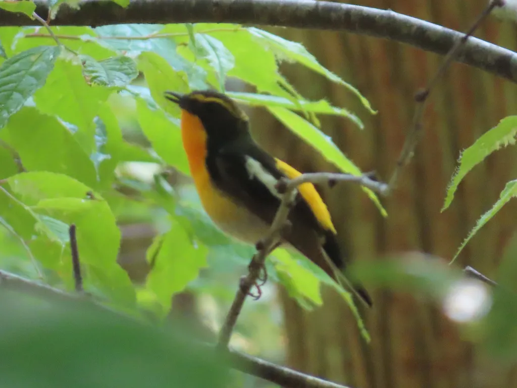 黄眉姬鹟(Ficedula narcissina)