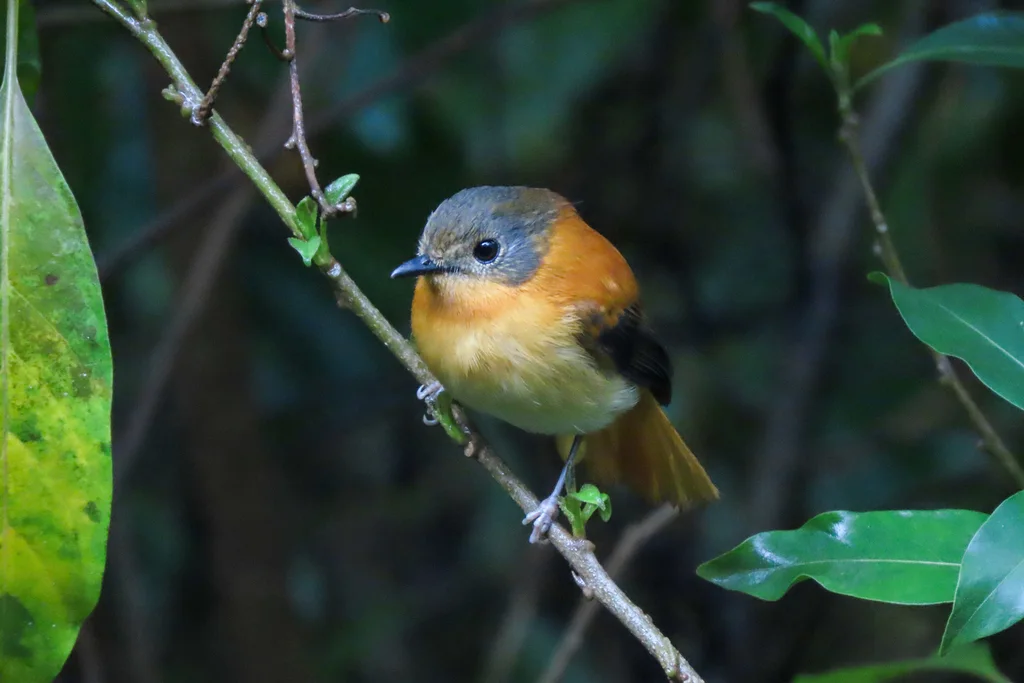 黑棕姬鹟(Ficedula nigrorufa)