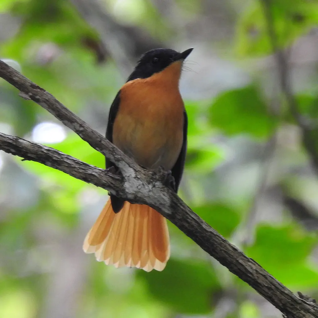 黑棕姬鹟(Ficedula nigrorufa)