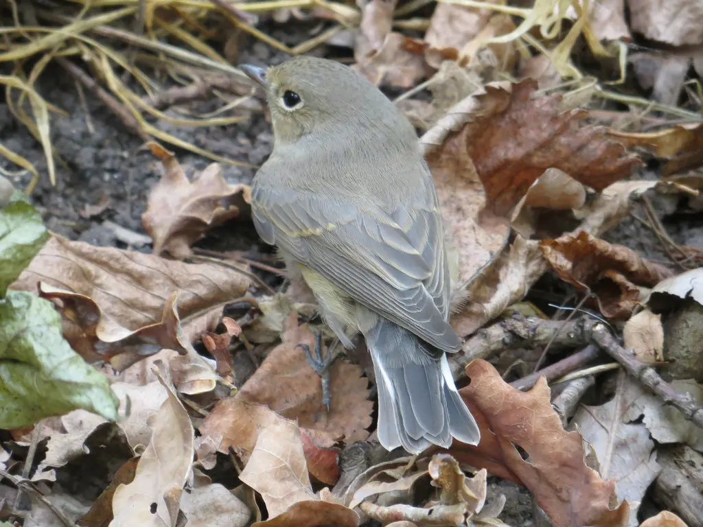 红胸姬鹟(Ficedula parva)