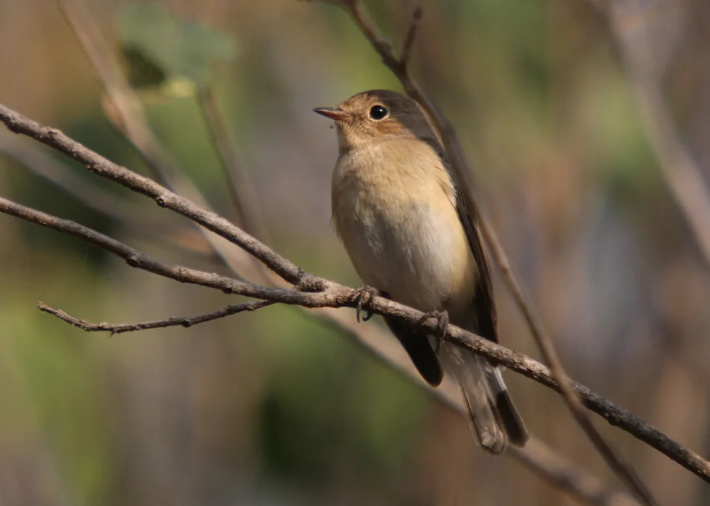 红胸姬鹟(Ficedula parva)