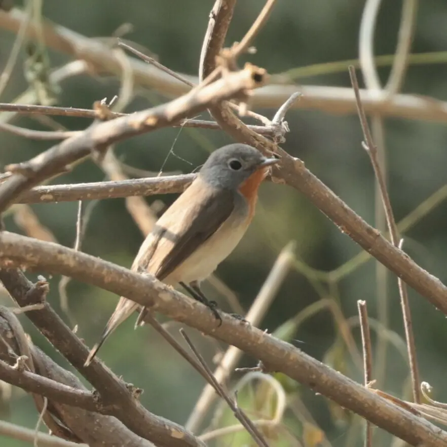 红胸姬鹟(Ficedula parva)