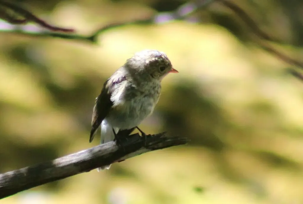 红胸姬鹟(Ficedula parva)