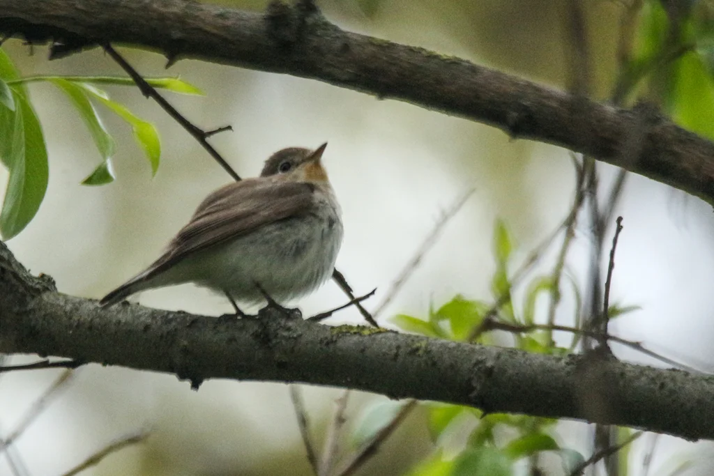 红胸姬鹟(Ficedula parva)