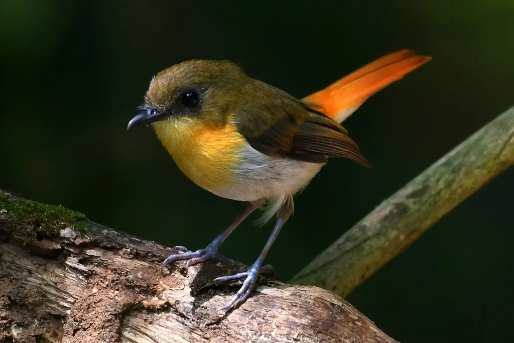 巴拉望姬鹟(Ficedula platenae)