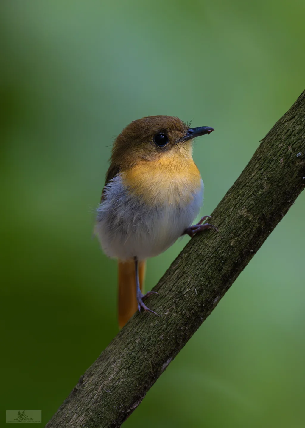 巴拉望姬鹟(Ficedula platenae)