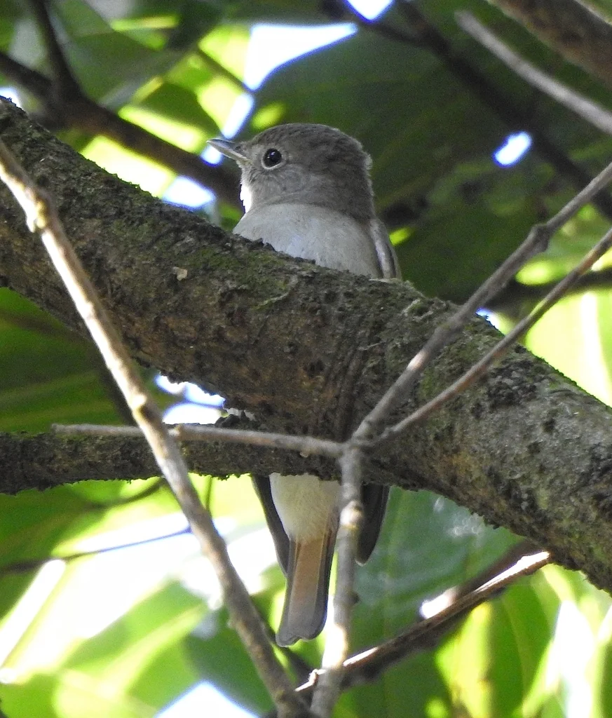 栗尾姬鹟(Ficedula ruficauda)