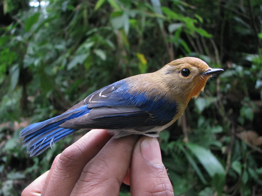 玉头姬鹟（Ficedula sapphira）