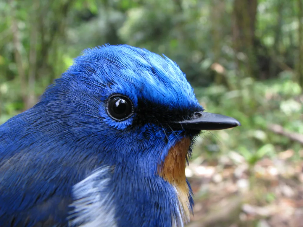 玉头姬鹟（Ficedula sapphira）