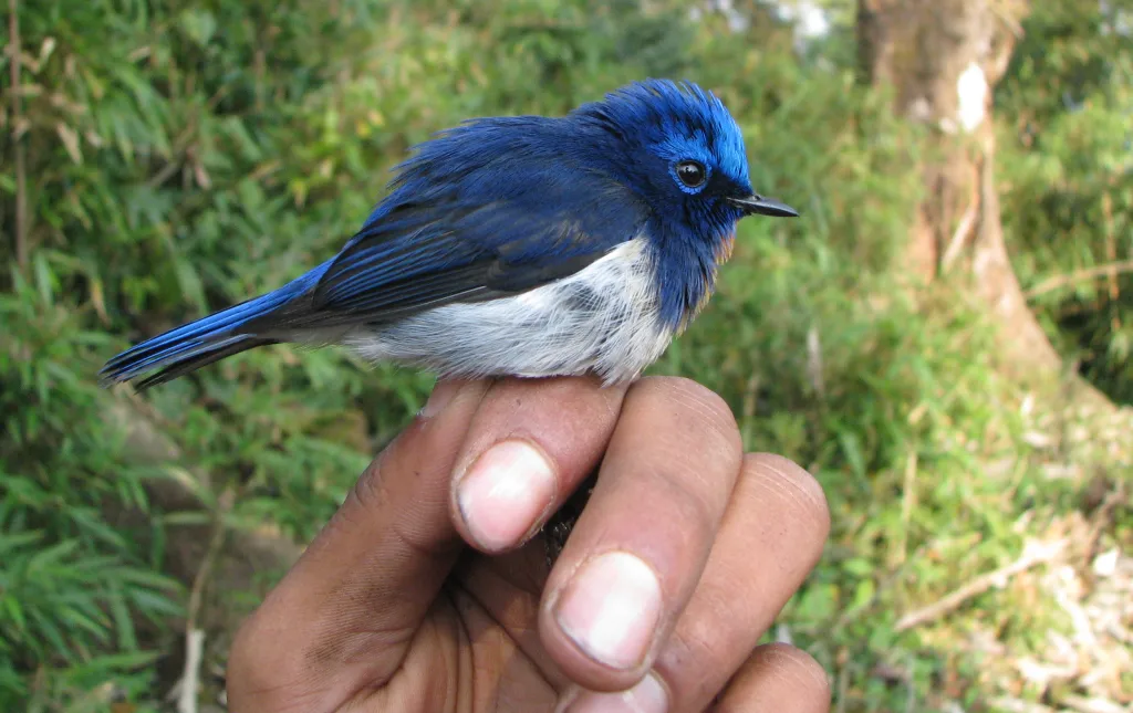 玉头姬鹟（Ficedula sapphira）