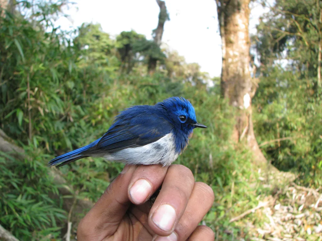 玉头姬鹟（Ficedula sapphira）