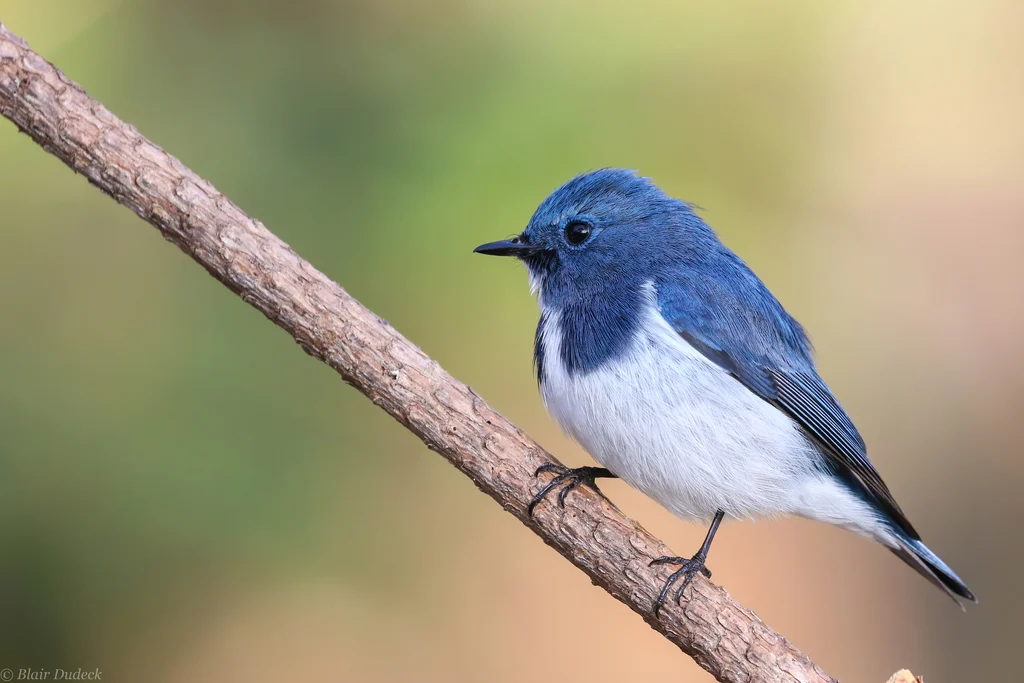 白眉蓝姬鹟（Ficedula superciliaris）