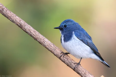 白眉蓝姬鹟
