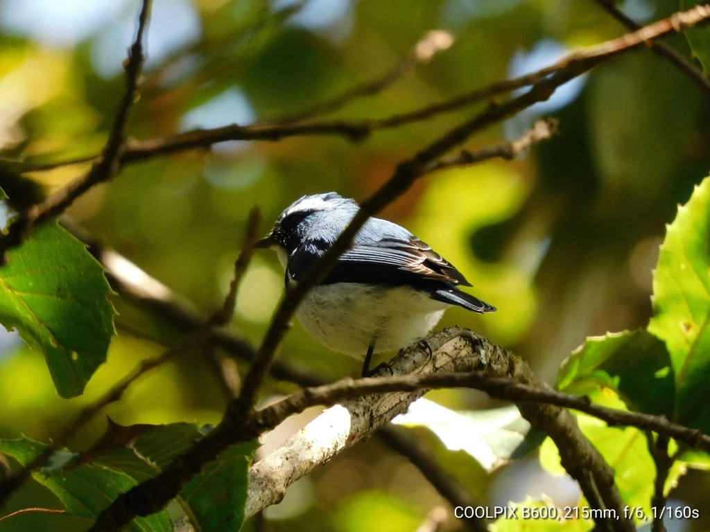 白眉蓝姬鹟（Ficedula superciliaris）