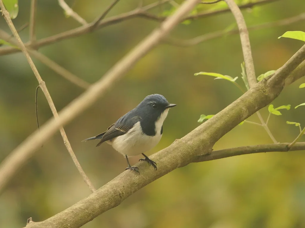 白眉蓝姬鹟（Ficedula superciliaris）
