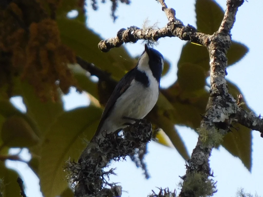 白眉蓝姬鹟（Ficedula superciliaris）