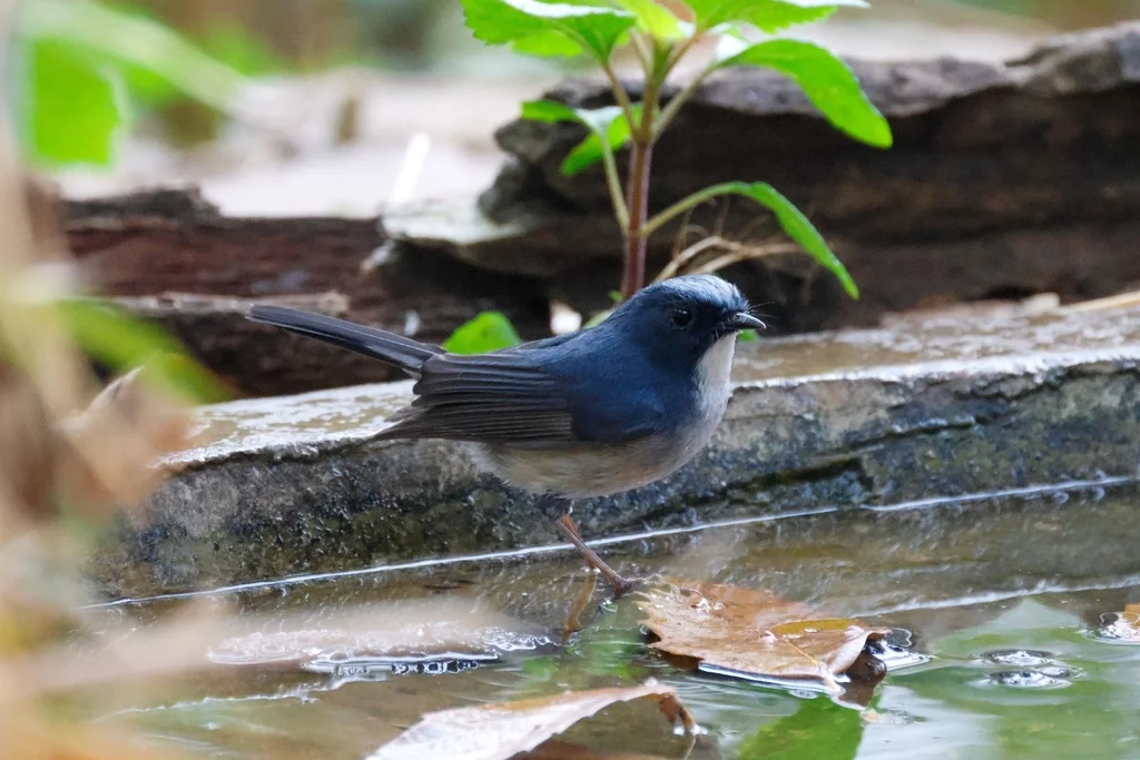 灰蓝姬鹟（Ficedula tricolor）