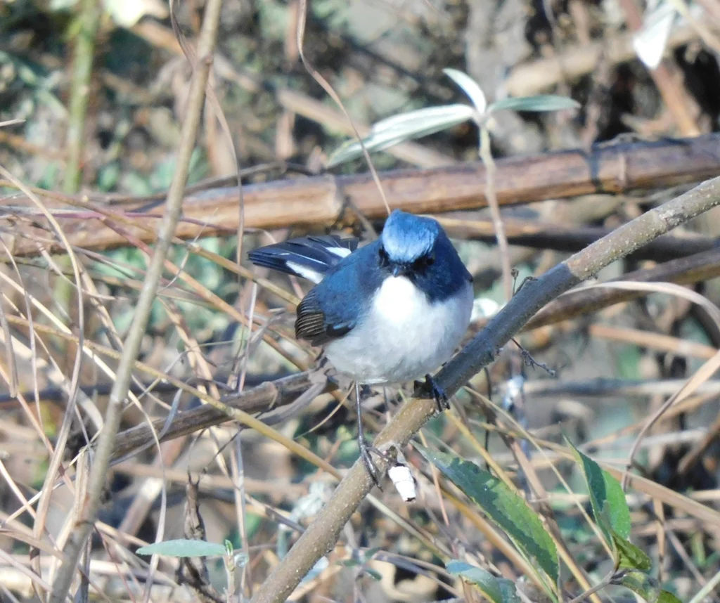 灰蓝姬鹟（Ficedula tricolor）