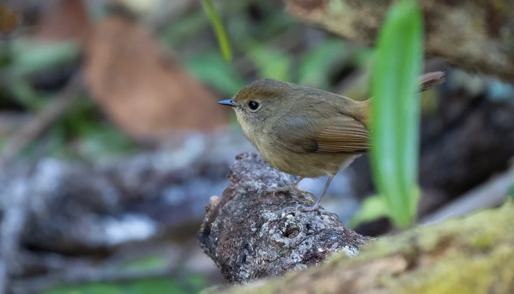灰蓝姬鹟（Ficedula tricolor）