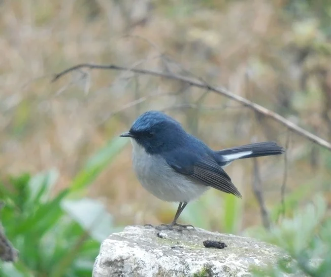 灰蓝姬鹟（Ficedula tricolor）