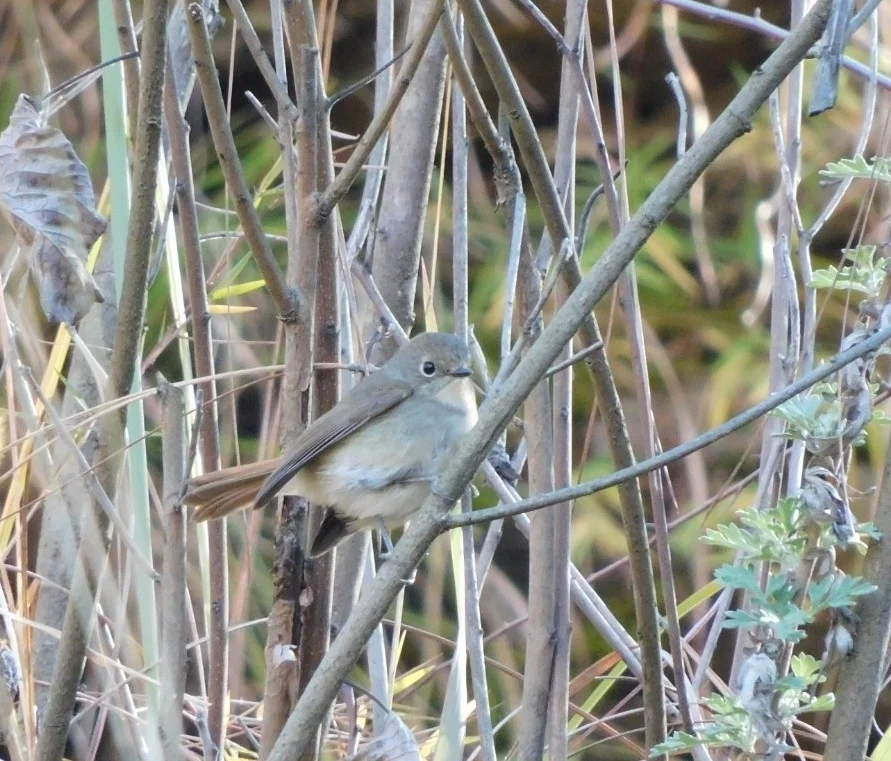 灰蓝姬鹟（Ficedula tricolor）