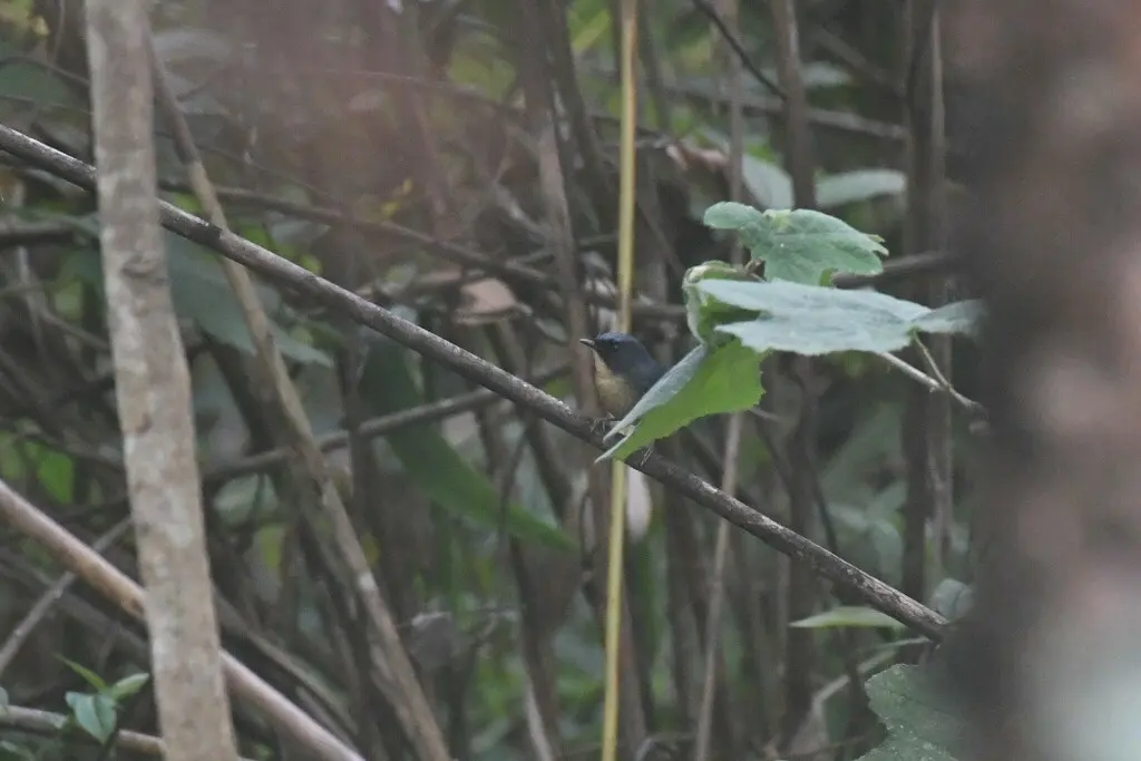 灰蓝姬鹟（Ficedula tricolor）