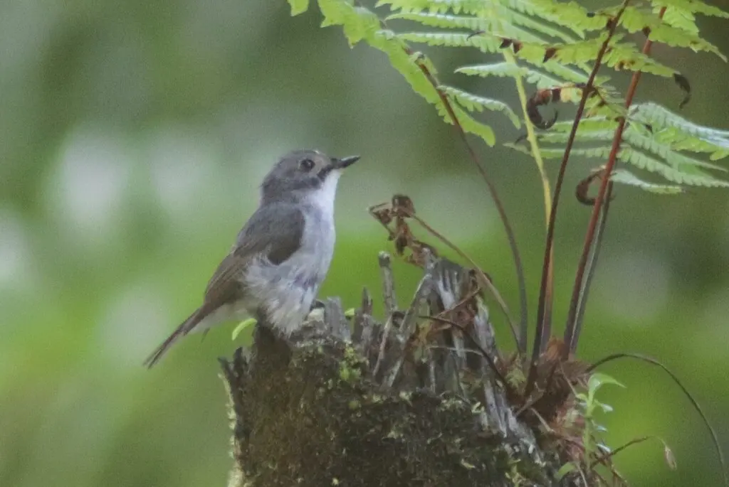 小斑姬鹟(Ficedula westermanni)