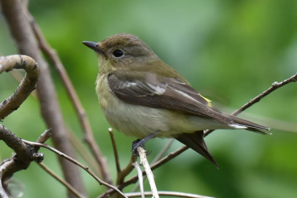 白眉姬鹟（Ficedula zanthopygia）