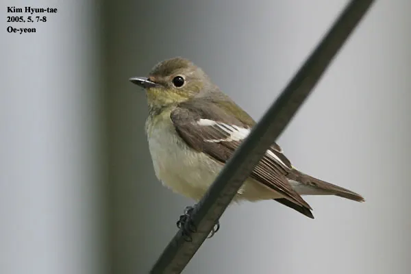 白眉姬鹟（Ficedula zanthopygia）
