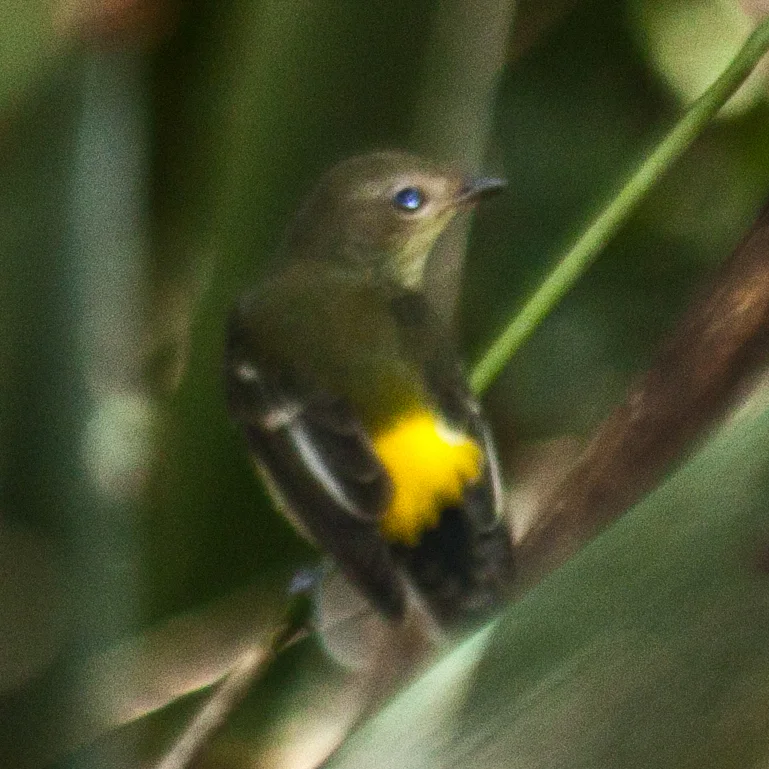 白眉姬鹟（Ficedula zanthopygia）