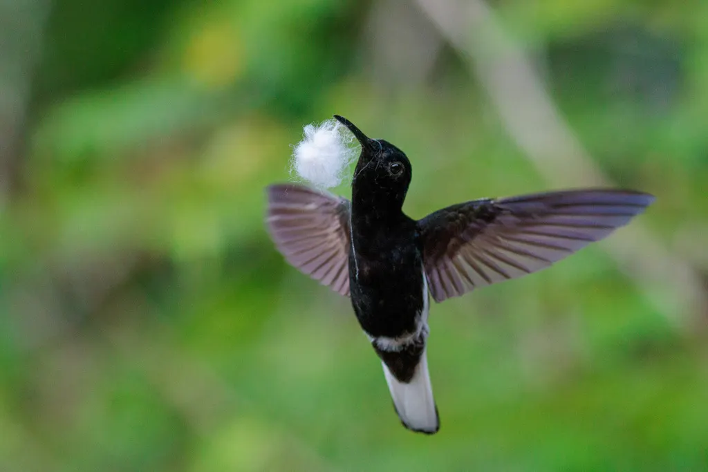 黑蜂鸟(Florisuga fusca)