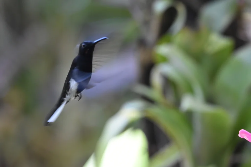 黑蜂鸟(Florisuga fusca)
