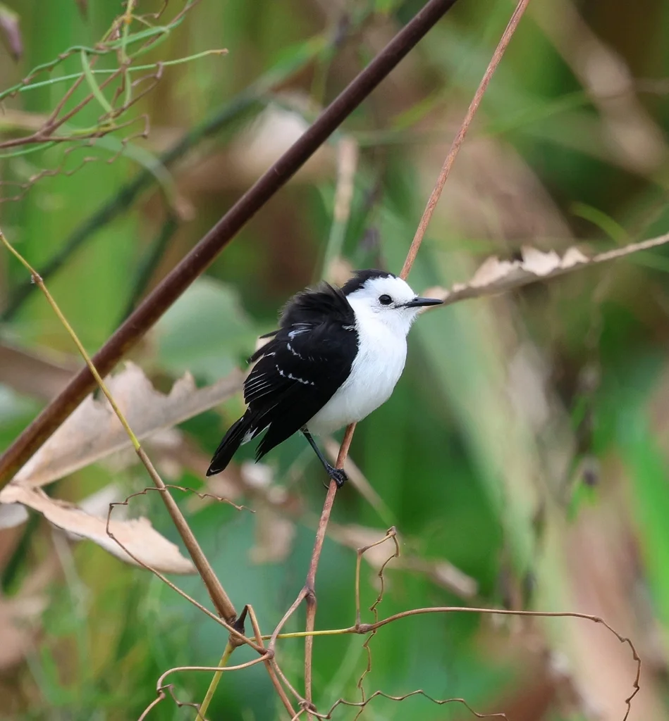黑背水霸鹟(Fluvicola albiventer)
