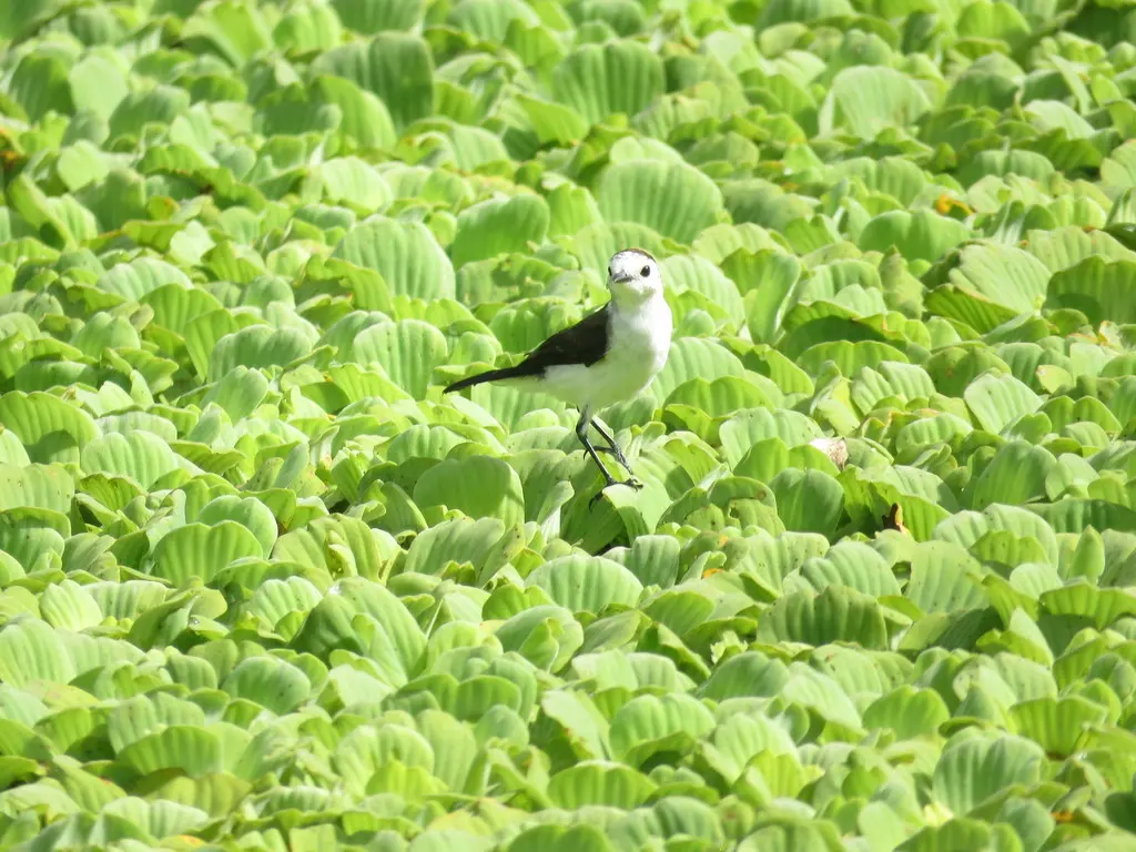 黑背水霸鹟(Fluvicola albiventer)