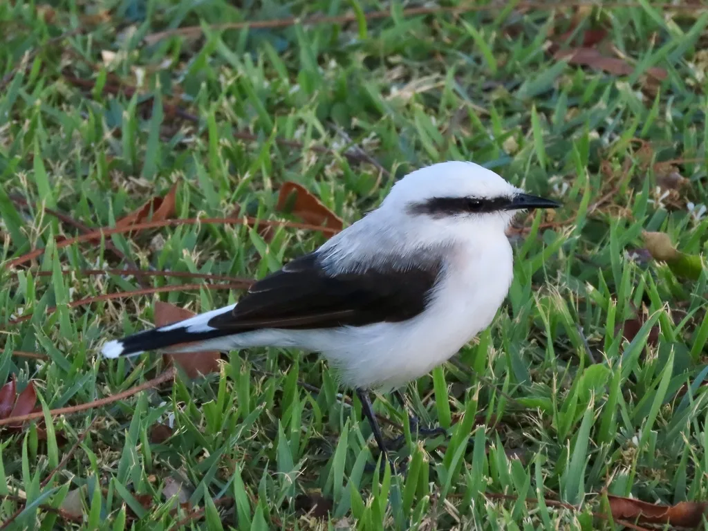花脸水霸鹟(Fluvicola nengeta)