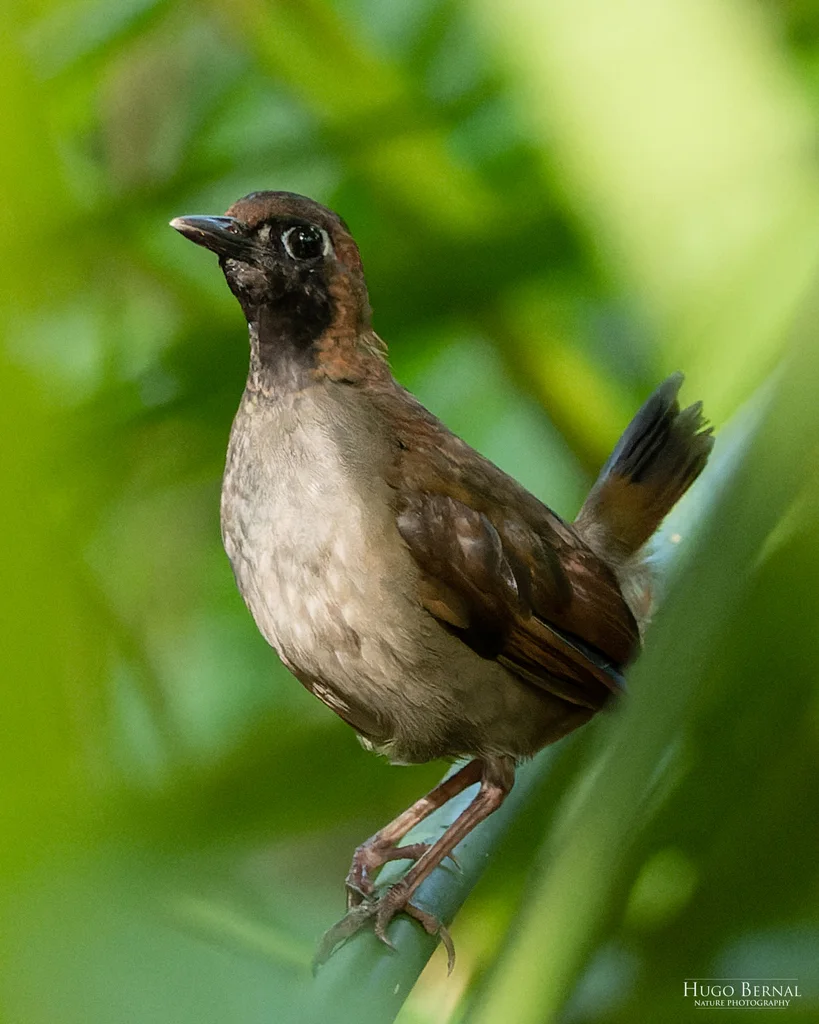 黑脸蚁鸫(Formicarius analis)