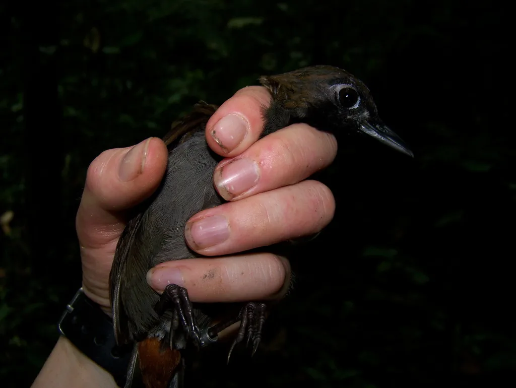 黑脸蚁鸫(Formicarius analis)