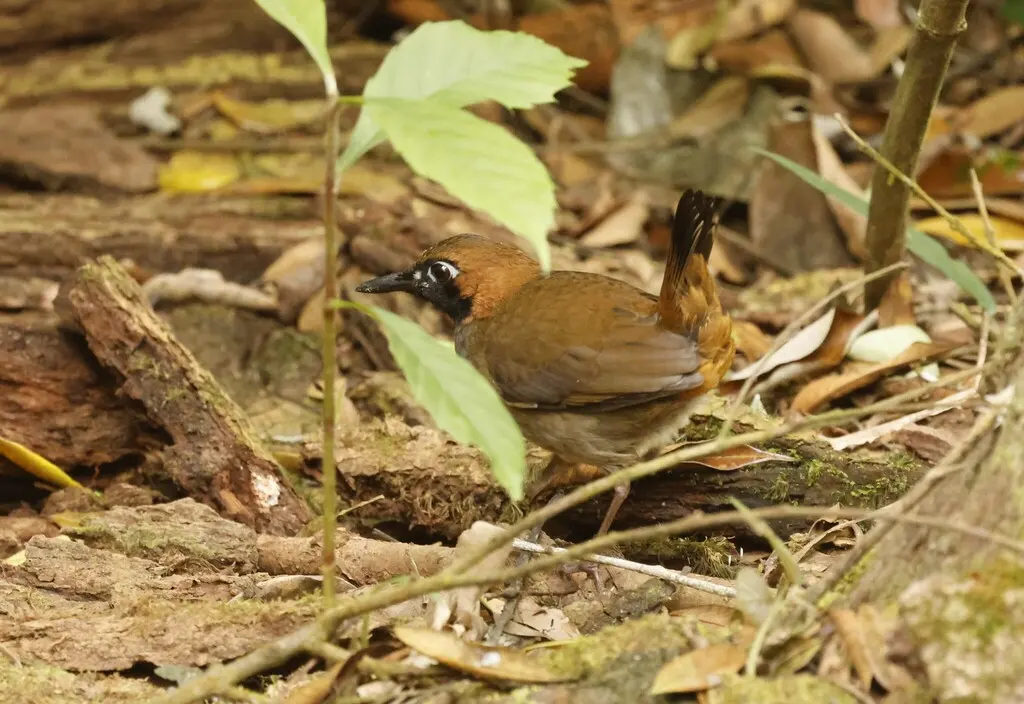黑脸蚁鸫(Formicarius analis)