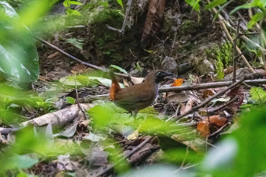 黑脸蚁鸫(Formicarius analis)