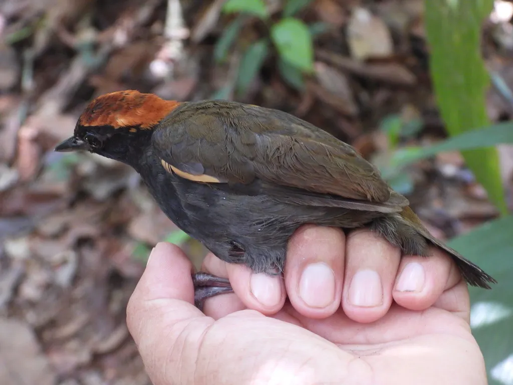 棕顶蚁鸫(Formicarius colma)
