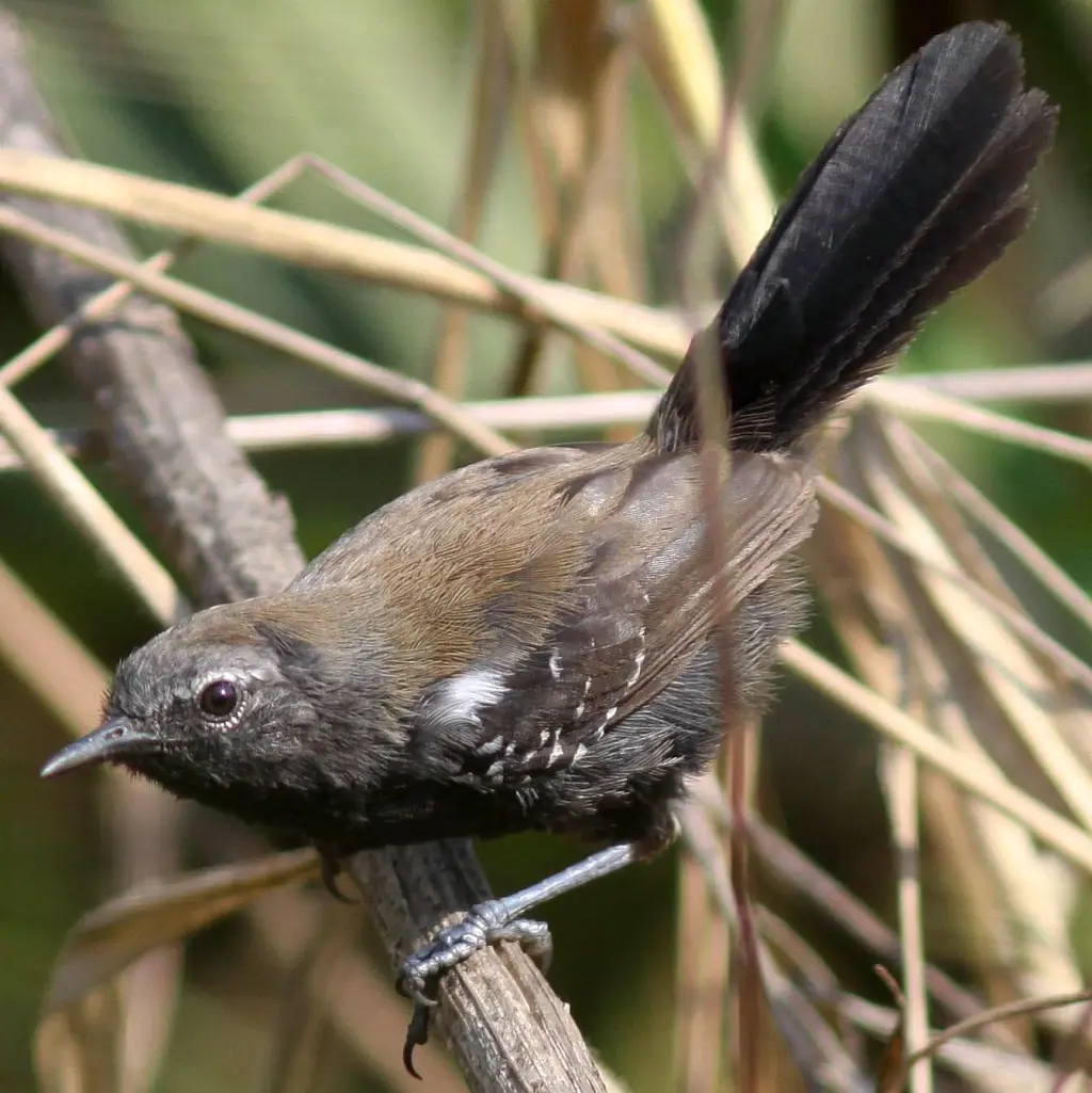 巴拉那蚁鹩(Formicivora acutirostris)