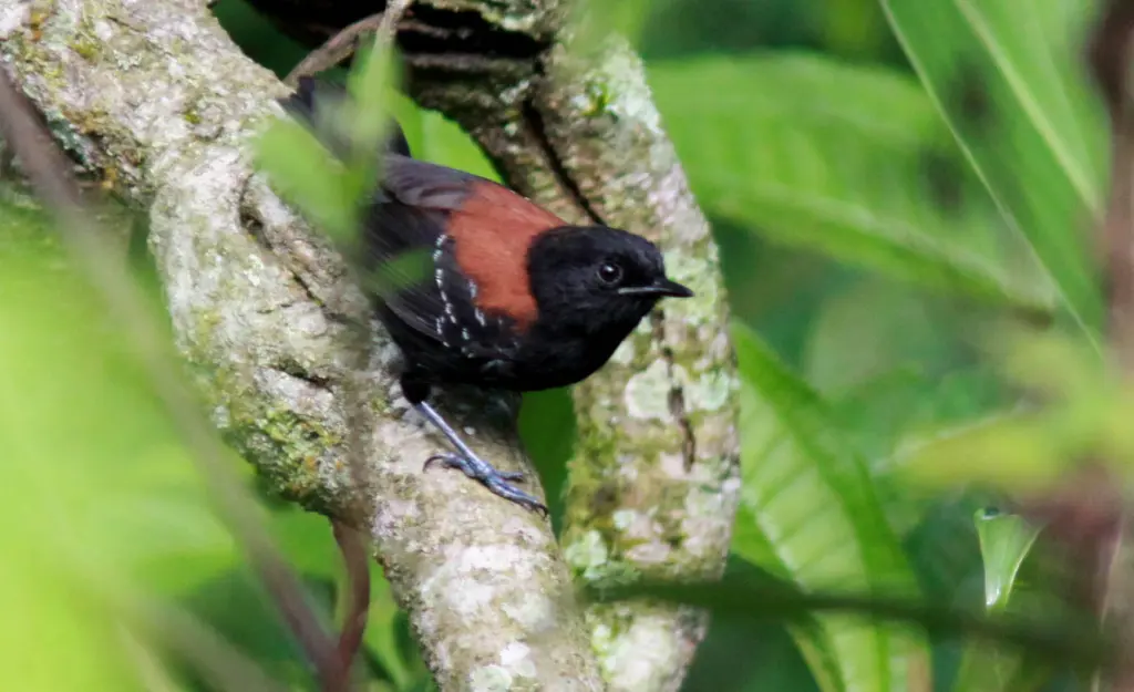 黑巾蚁鹩（Formicivora erythronotos）