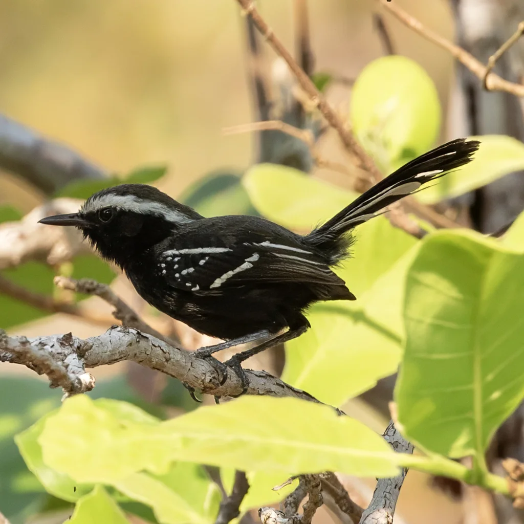 黑腹蚁鹩(Formicivora melanogaster)