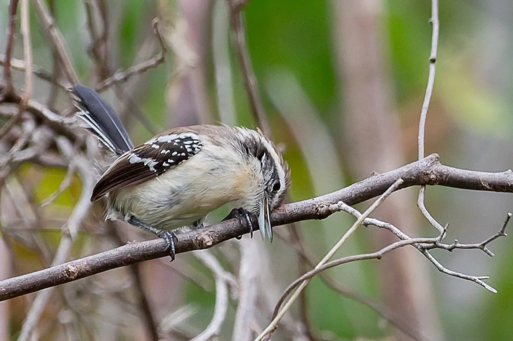 黑腹蚁鹩(Formicivora melanogaster)