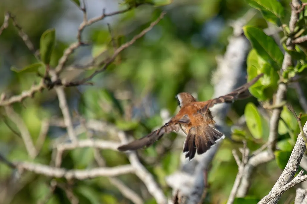 锈背蚁鹩(Formicivora rufa)