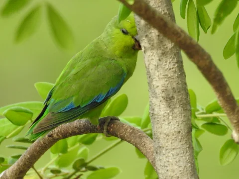 蓝腰鹦哥