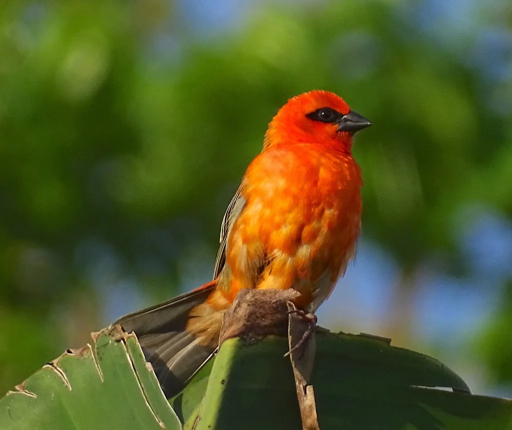红织雀(Foudia madagascariensis)