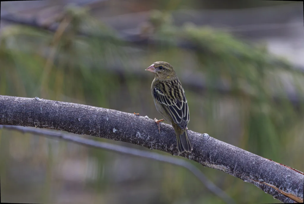 塞舌尔织雀(Foudia sechellarum)