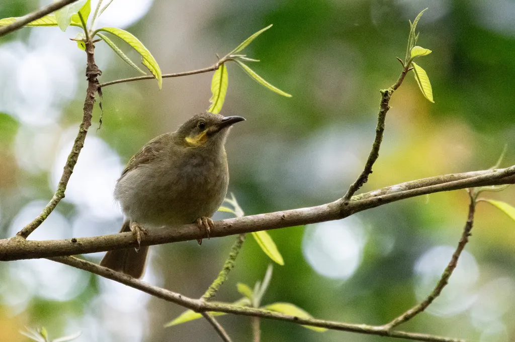 肉垂吸蜜鸟(Foulehaio carunculatus)