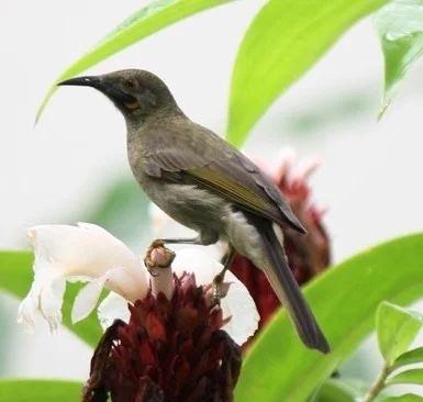 西肉垂吸蜜鸟(Foulehaio procerior)